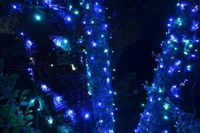 OCEAN LED 50 LIGHT 5MM BALLED (QTY 12)