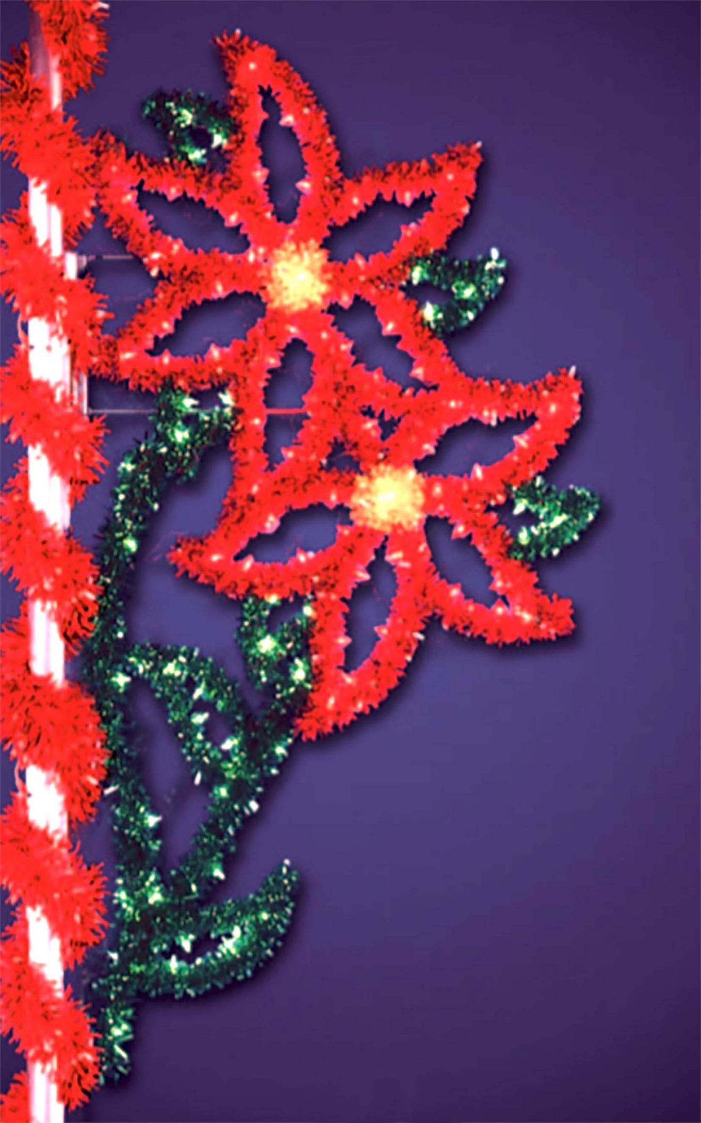 Double Poinsettia