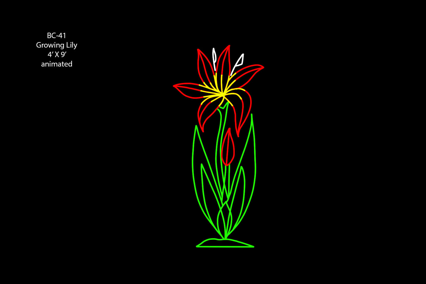 Growing Lily