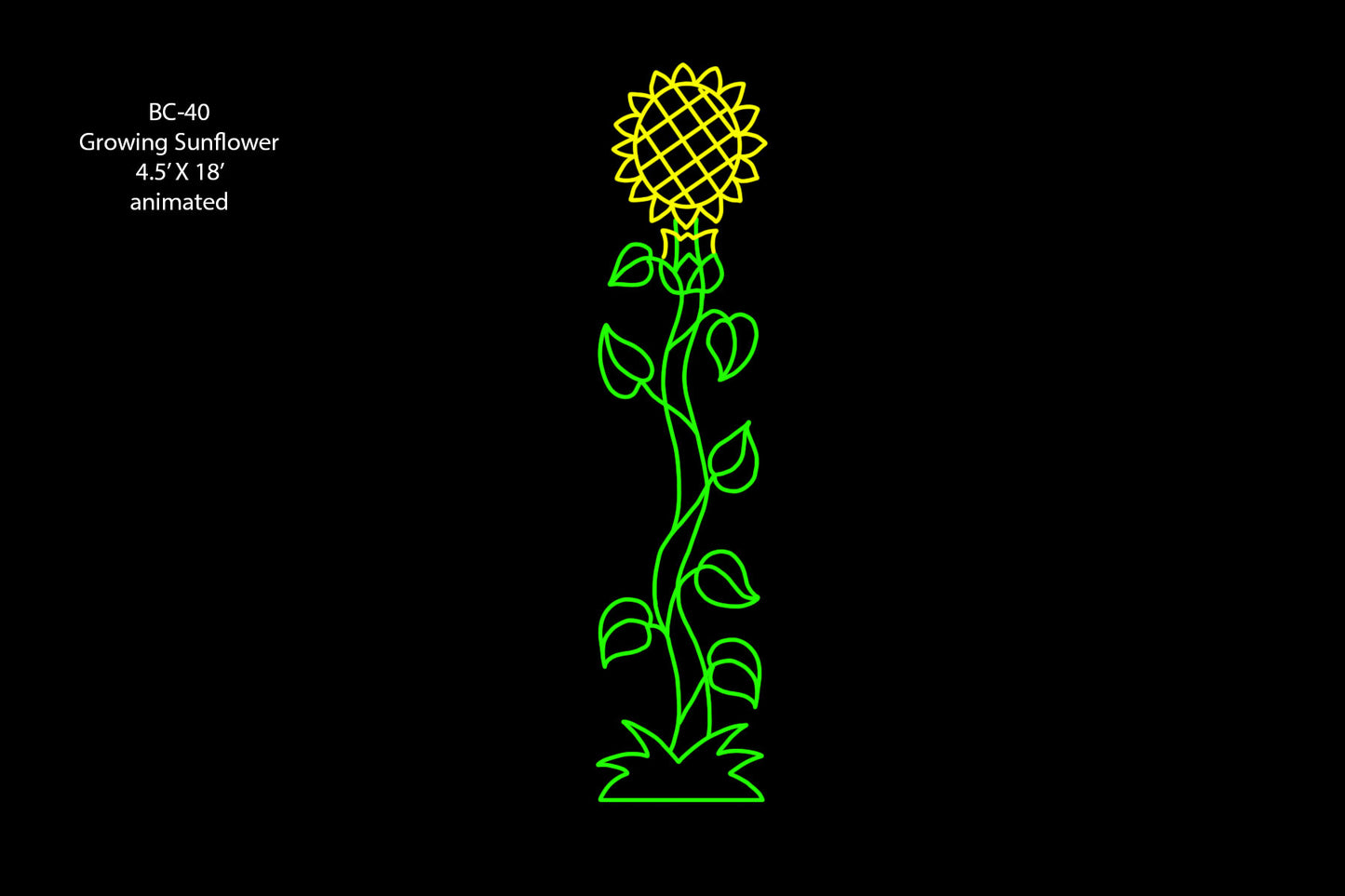 Growing Sun Flower Animated