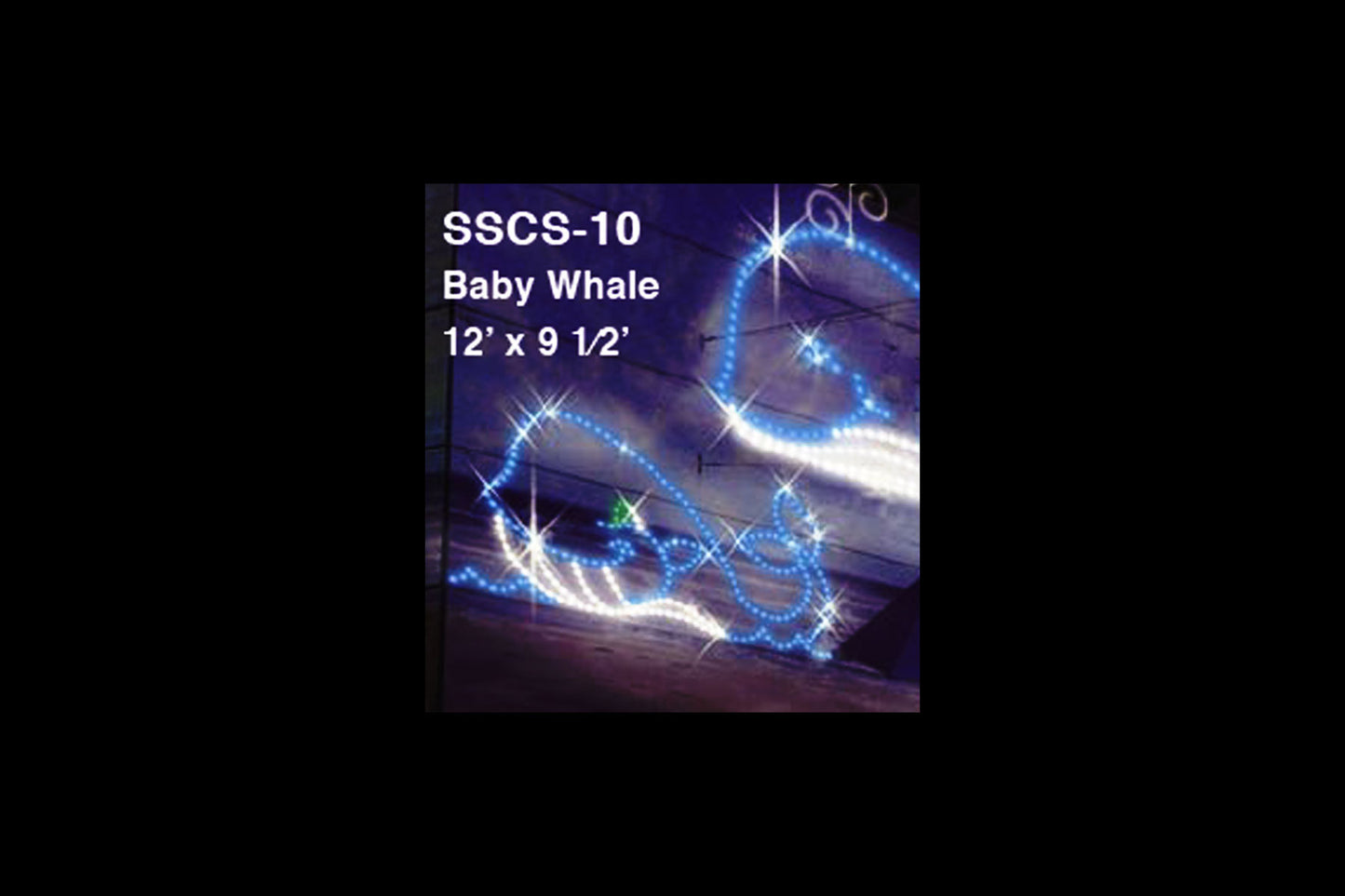 Baby Whale